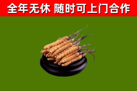 淄川回收散虫草